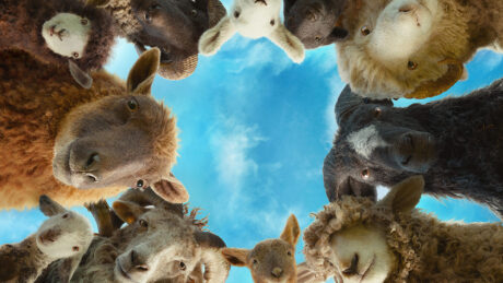 The Sheep Detectives
