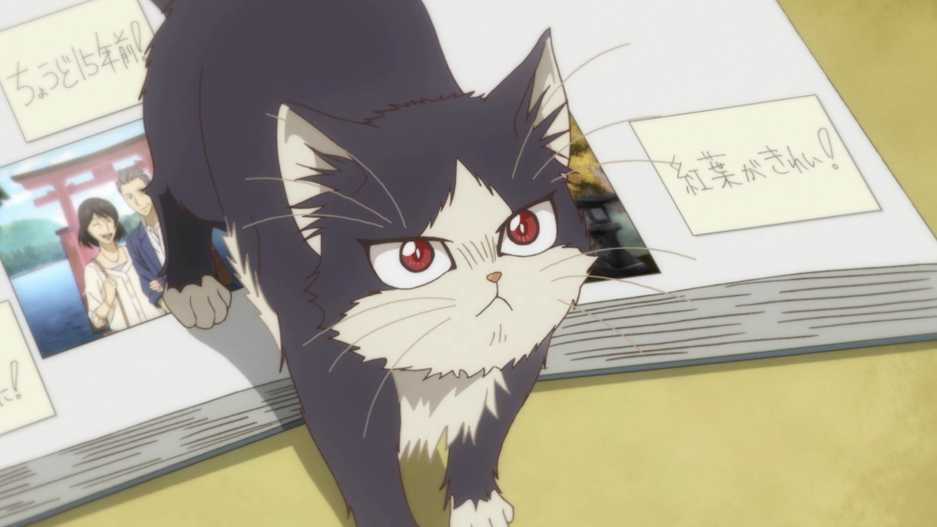 My Roomate is a Cat