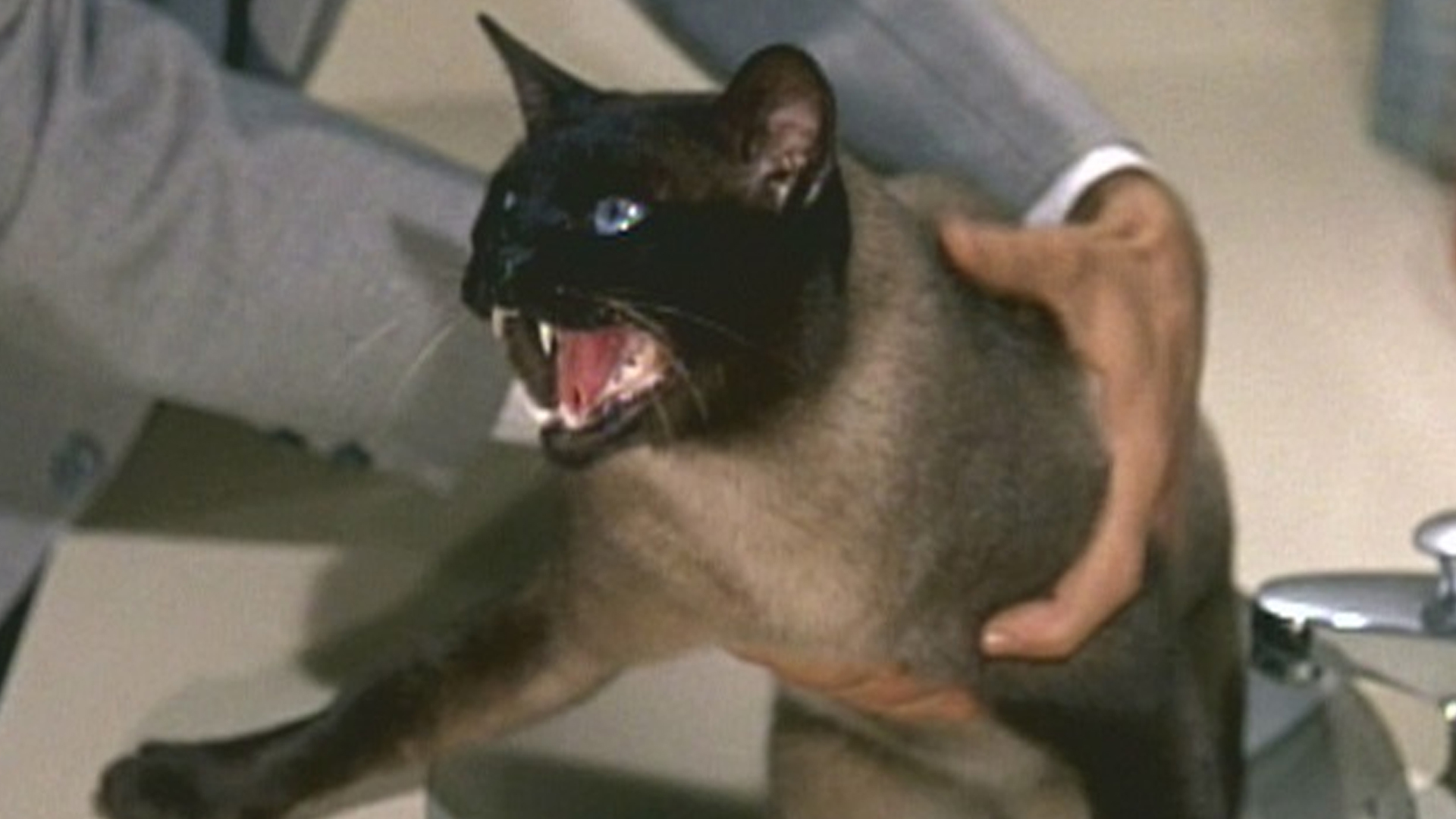 That Darn Cat!