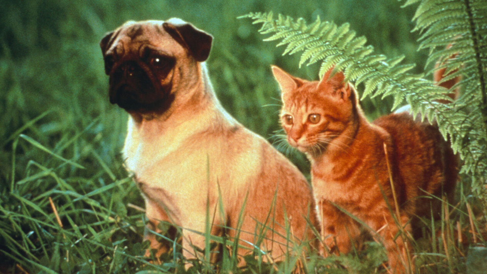The Adventures of Milo and Otis