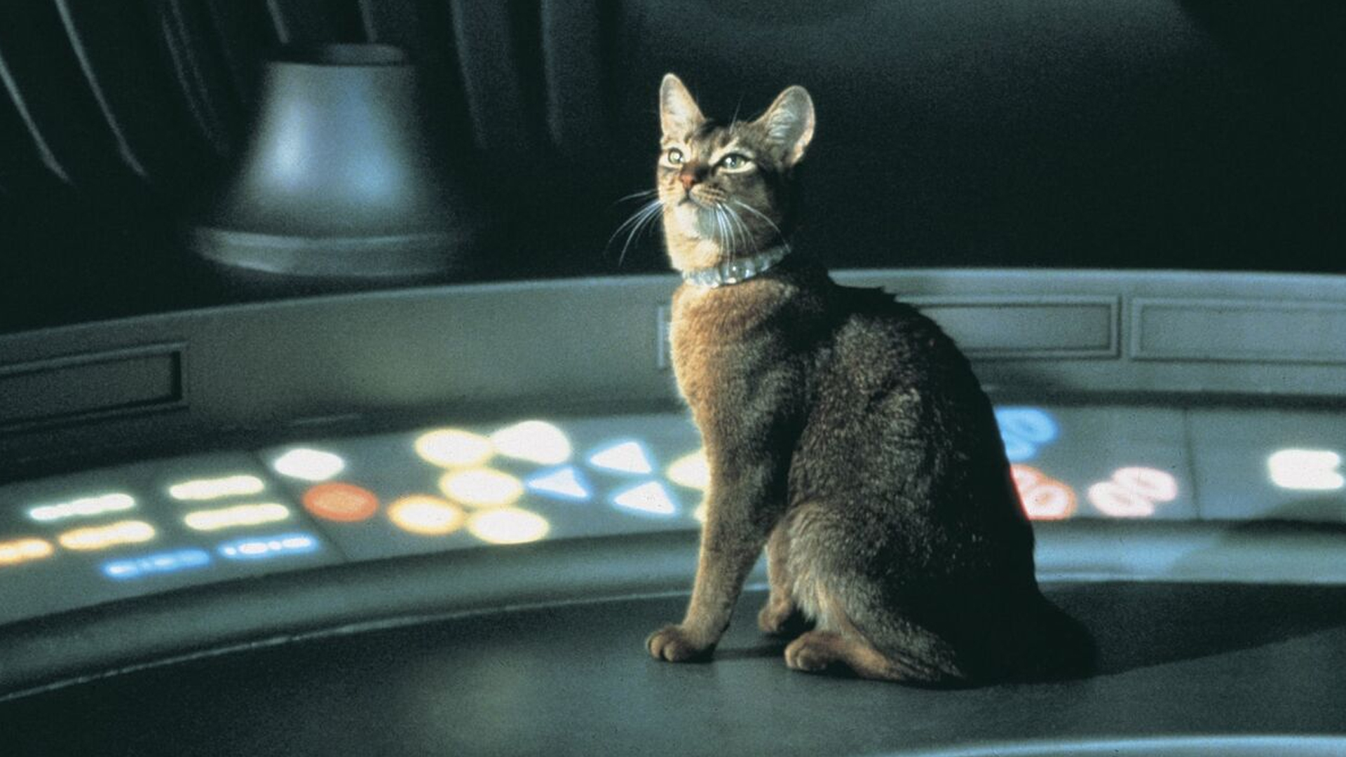 The Cat From Outer Space